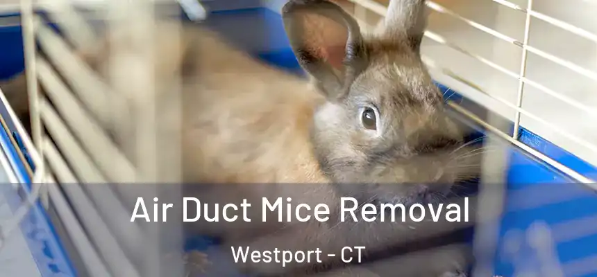  Air Duct Mice Removal Westport - CT
